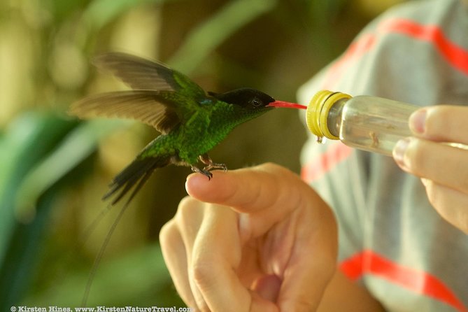 Rocklands Bird Sanctuary & City Highlights plus Shopping from Montego Bay - How the six-hour schedule works