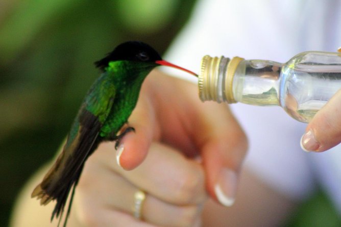 Rocklands Bird Sanctuary & City Highlights plus Shopping from Montego Bay - Who will enjoy this experience most?