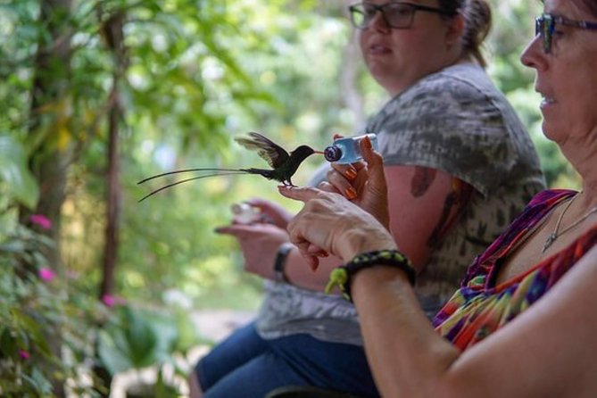 Rocklands Bird Sanctuary & City Highlights plus Shopping from Montego Bay - Sam Sharpe Square and the drive downtown
