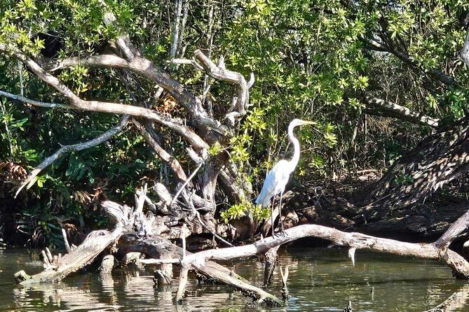 Scenic & Historical Nature Boat Safari Up the Negril River - Who will enjoy this Negril river safari?