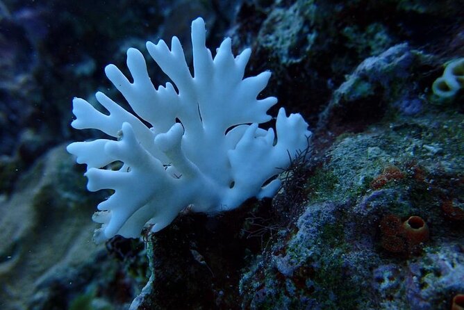 Scuba Diving and shopping on the Hipstrip. - Pickup From Hotels, Villas, and Airbnbs