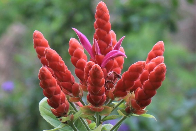 Skip the Line: Ahhh Ras Natango Gallery and Garden Admission Tickets - Who will enjoy this most?