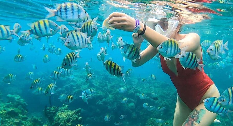 Snorkeling in Montego Bay with Transportation - Coral gardens, fish, and the chance of sea turtles