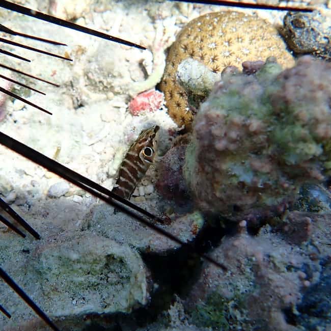 Snorkeling in Montego Bay with Transportation - The beach time after snorkeling