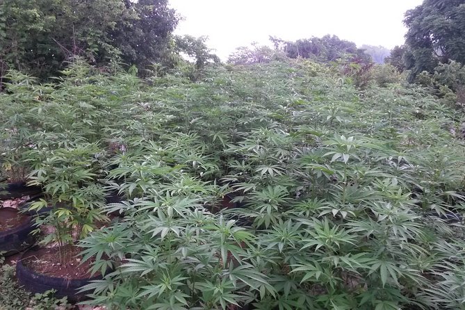 Stepping High Mountain Rastafari Herbs Tour - Key things to know before you go