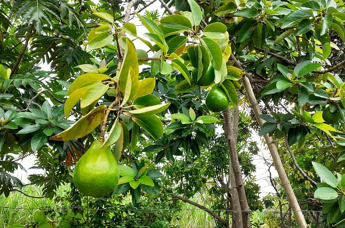 Stepping High Mountain Rastafari Herbs Tour - What food and drinks add to the visit