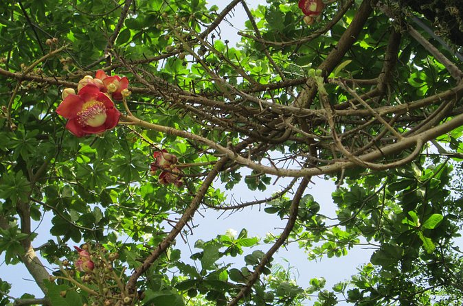 Stepping High Mountain Rastafari Herbs Tour - Booking, cancellations, and practical planning