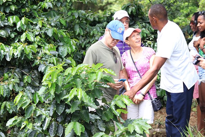 Taste of Jamaica Farm Cookout - Key points at a glance