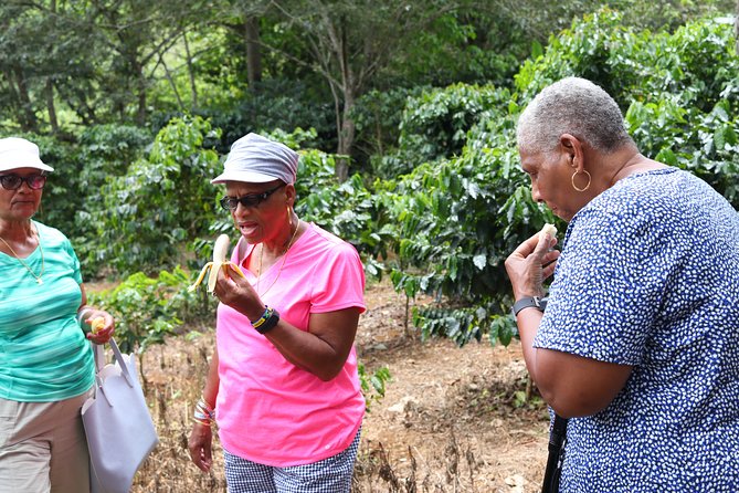 Taste of Jamaica Farm Cookout - The fruit tasting and plant lessons