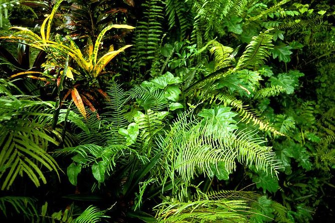 Taste of Jamaica Food Tour from Ocho Rios - Breadnut Hill and a view of everyday Jamaica