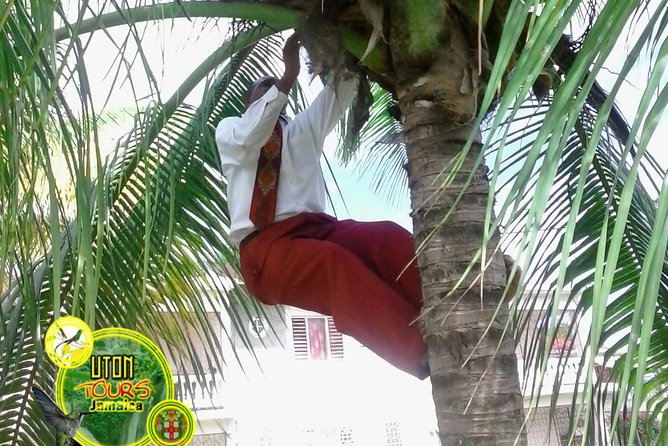 The AMAZING Montego Bay Tour - A short way to see Montego Bay
