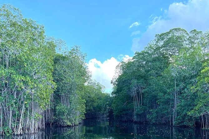 Tour to Black River and YS Falls - Who should book this day trip?