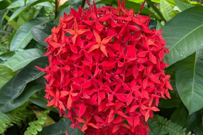 Tour to Fern Gully and Konoko Falls and Park - Fern Gully: a scenic road through Jamaica’s ferns
