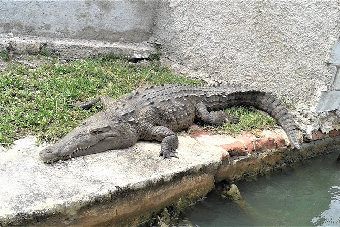 YS Falls and Black River Safari Guided Tour from Montego Bay and Grand Palladium - Why this South Coast day trip works
