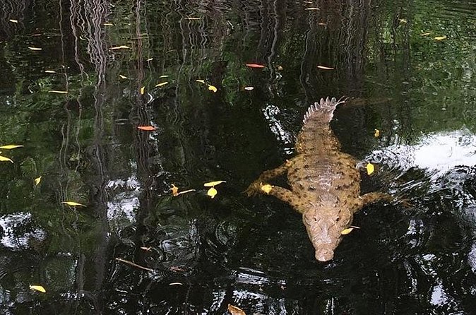 YS Falls, Black River Safari, and Floyd's Pelican Bar Day-Trip (Transportation) - The Driver Makes the Long Day Easier